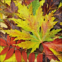 Servietten 33x33 cm - Fall Festival