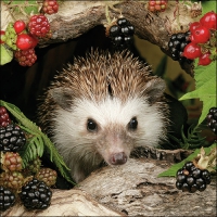Servietten 33x33 cm - Hedgehog