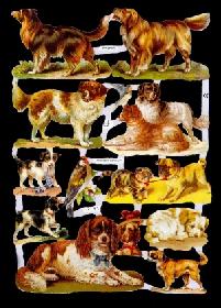 Glanzbilder - Hunde Glanzbilder - Hunde