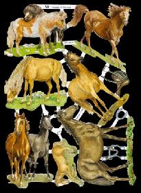 Glanzbilder - Wildpferde Glanzbilder - Wildpferde