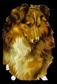 Glanzbilder - großer Colli Glanzbilder - großer Colli