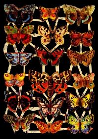 Glanzbilder - Schmetterlinge mit Motte Glanzbilder - Schmetterlinge mit Motte