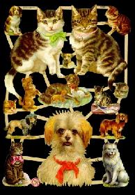 Glanzbilder - Hunde und Katzen Glanzbilder - Hunde und Katzen