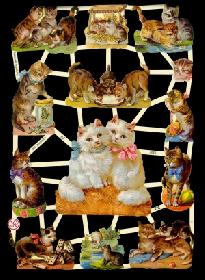 Glanzbilder - Katzen Glanzbilder - Katzen