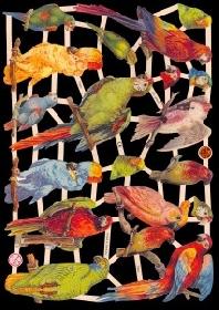 Glanzbilder - Papageien Glanzbilder - Papageien