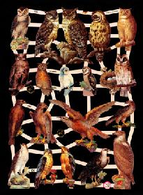 Glanzbilder - Greifvögel + Uhu Glanzbilder - Greifvögel + Uhu