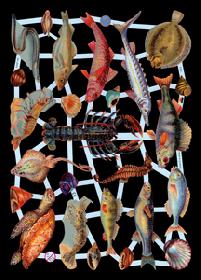 Glanzbilder - Fische Glanzbilder - Fische