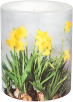 Dekorkerze - Narcissus Dekorkerze - Narcissus