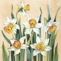 Servietten 33x33 cm - WHITE NARCISSUS apricot Servietten 33x33 cm - WHITE NARCISSUS apricot