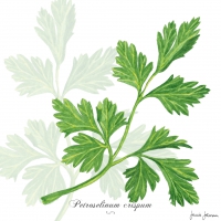 Servietten 33x33 cm - Parsley