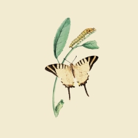 Servietten 33x33 cm - Nature Butterfly Servietten 33x33 cm - Nature Butterfly