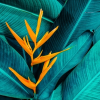 Servietten 33x33 cm - Paradise