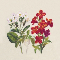 Servietten 33x33 cm - Botanical