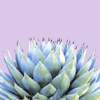 Servietten 33x33 cm - Cactus Servietten 33x33 cm - Cactus