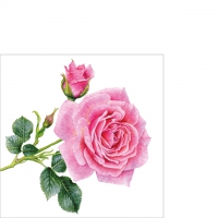 Servietten 25x25 cm - Rosedal Servietten 25x25 cm - Rosedal