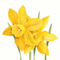Servietten 33x33 cm - Daffodils
