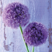Servietten 33x33 cm - Purple Allium Servietten 33x33 cm - Purple Allium