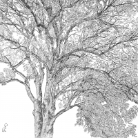 Servietten 33x33 cm - Arbre