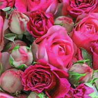 Servietten 33x33 cm - Rapsody