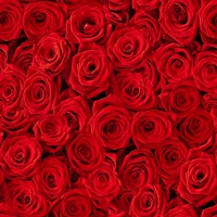 Servietten 24x24 cm - Beaucoup de Roses Servietten 24x24 cm - Beaucoup de Roses