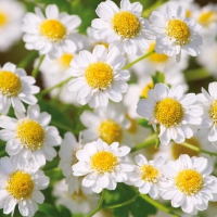 Servietten 33x33 cm - Chamomile