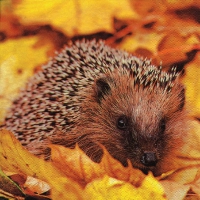 Servietten 33x33 cm - Hedgehog in Maple Leafs